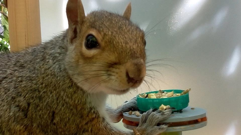 Squirrel selfie taken with a My Naturewatch camera as it raids a freader.