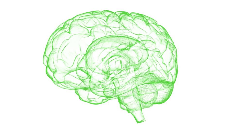 A green outline of a human brain on a white background