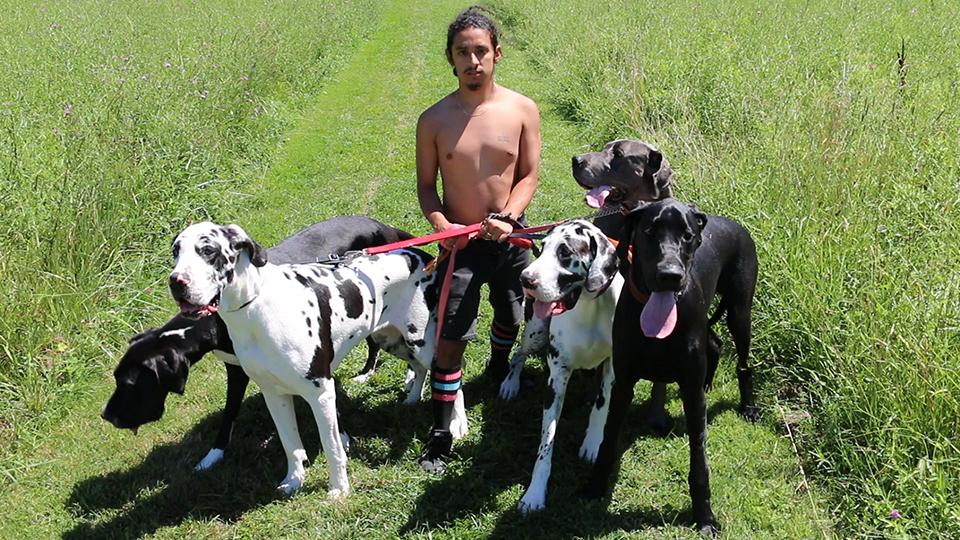 Image shows a green field. A shirtless man stands in the centre looking at the camera. He has 5 huge Great Dane dogs on leads