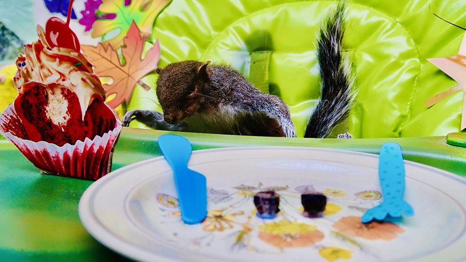 Image shows a taxidermy squirrel sitting at a table, looking excited by a Red Velvet cupcake