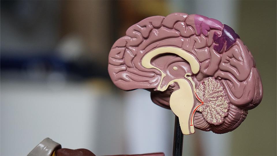 Stock image of the human brain