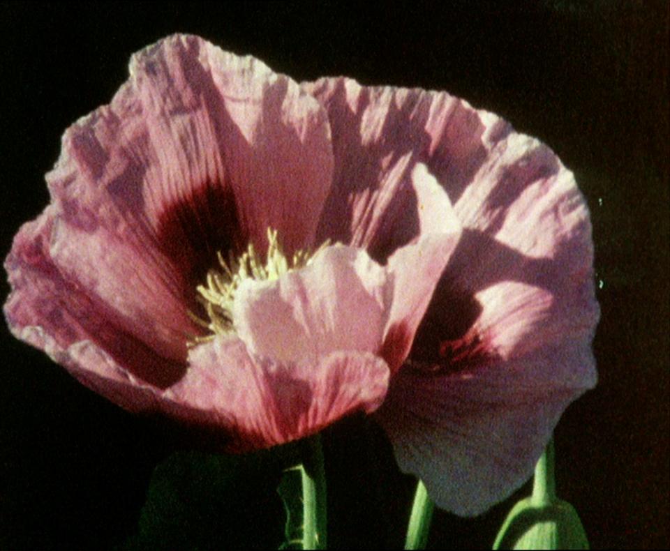 A still from a film showing a close-up of a pink flower