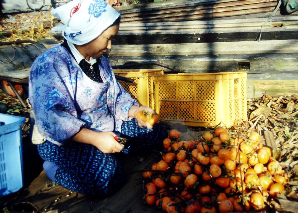 A still from a film showing somebody next to a pile of orange persimmons holding a tool 