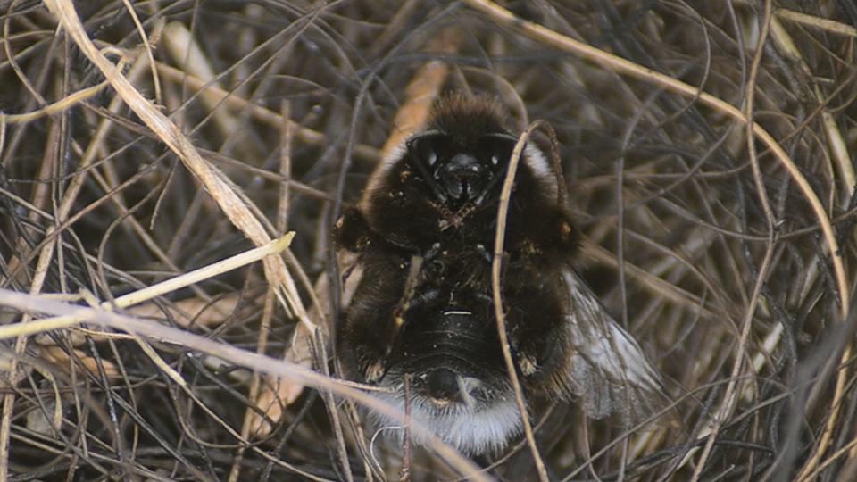 Close up shot of a bee