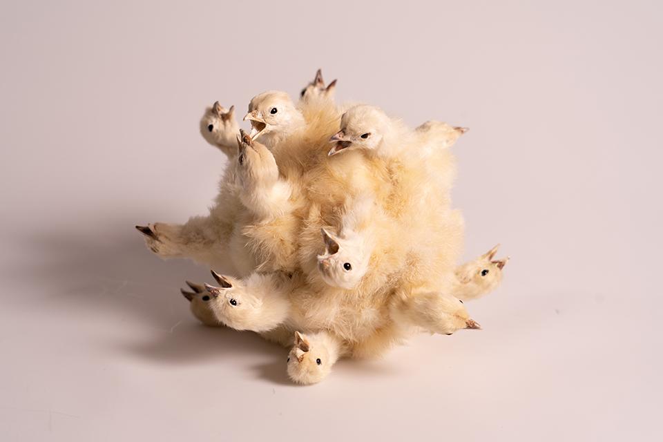An art piece of a taxidermy ball made of real chicks