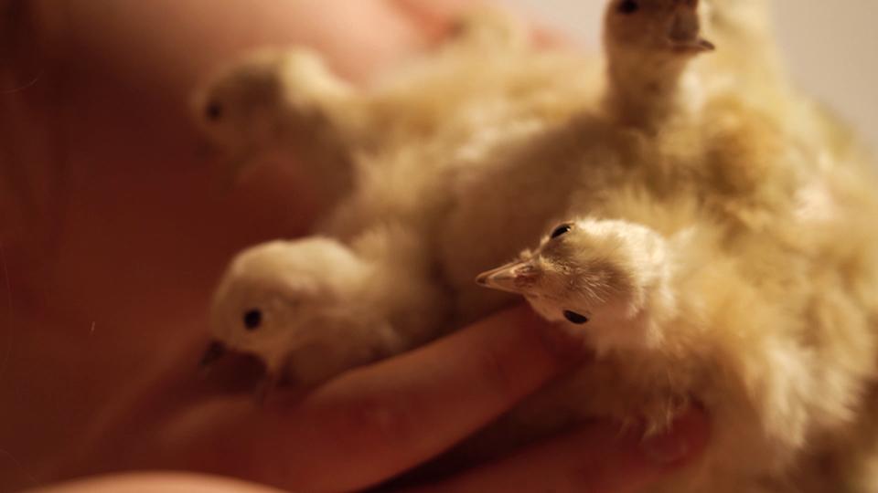 Film still of the process of making Bea's work Chickball (2025) depicting taxidermy chicks