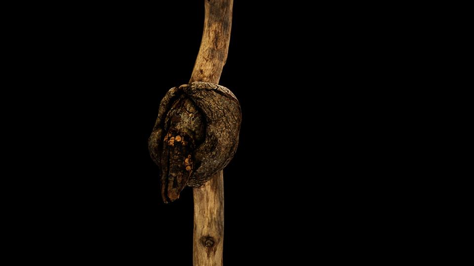 3D photogrammetry scan of a found wooden stick, known as ‘the probe’
