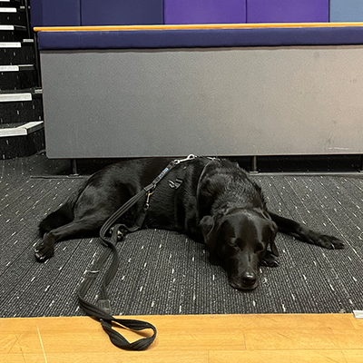 Monk the black labrador laying on the floor of a lecture theatre
