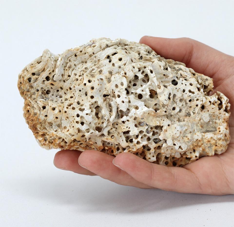 Hand holding a piece of coral reef on a white background