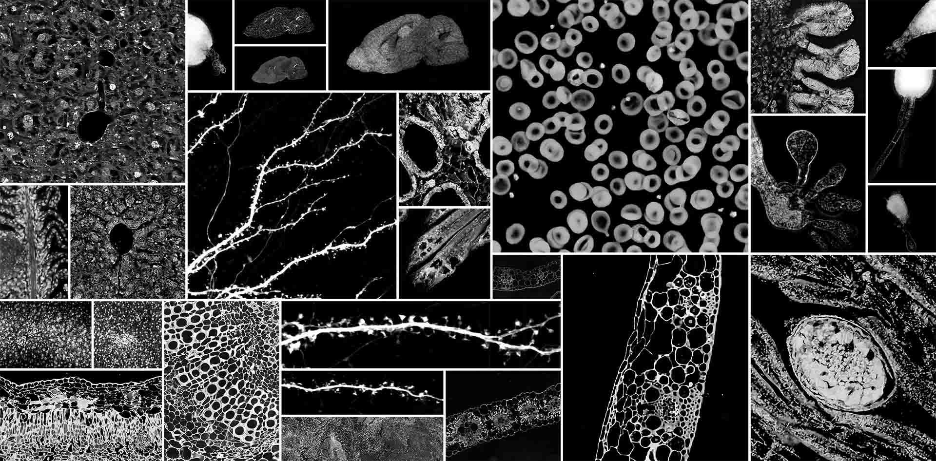 Series of microscopic images revealing the presence of chemicals in organisms at a cellular level