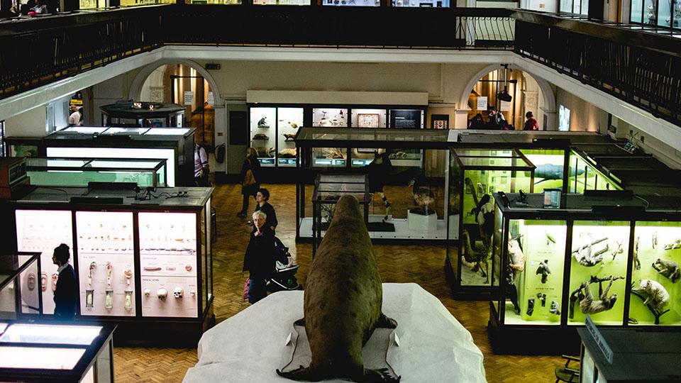 Horniman Museum main hall from above