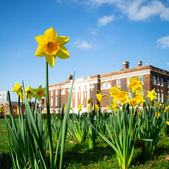 Blooming flowers with university building the background.